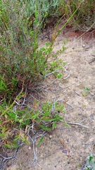 Urochloa serrata