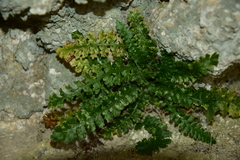 Asplenium jahandiezii