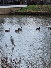 Branta canadensis