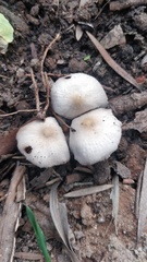 Fungi