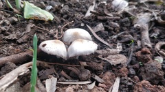 Fungi