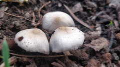Fungi