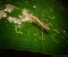 Epiphragma hardyi