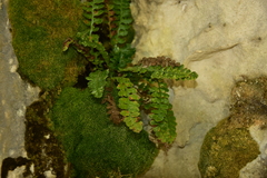 Asplenium jahandiezii