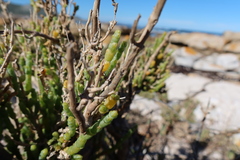 Salicornia littorea