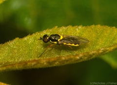 Acanthasargus flavipes