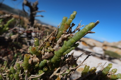 Salicornia littorea