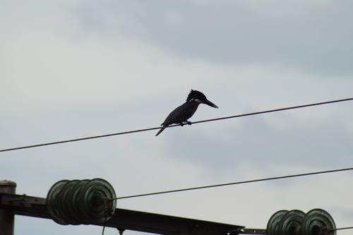 Giant Kingfisher