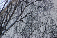 Coccothraustes coccothraustes