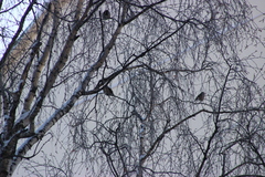 Coccothraustes coccothraustes