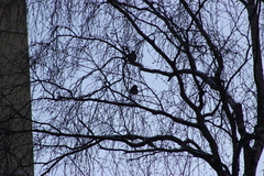 Coccothraustes coccothraustes