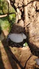 Fungi