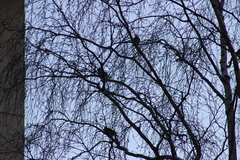 Coccothraustes coccothraustes