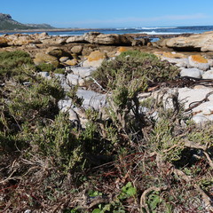 Salicornia littorea