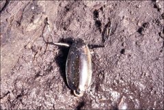 Macrogyrus australis