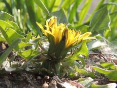 Taraxacum mongolicum