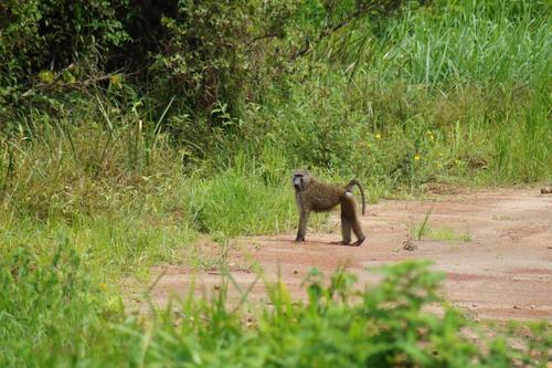 Olive Baboon