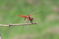 Aethriamanta circumsignata