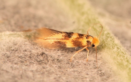 Bucculatrix thoracella