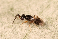 Dendrocerus