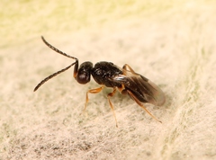 Dendrocerus