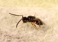 Dendrocerus