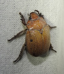 Anoplognathus velutinus