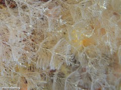 Crisularia plumosa