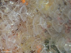 Crisularia plumosa