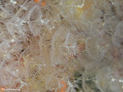 Crisularia plumosa