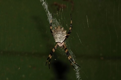 Argiope levii