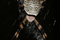 Argiope levii