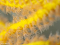 Leptogorgia viminalis