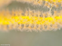 Leptogorgia viminalis