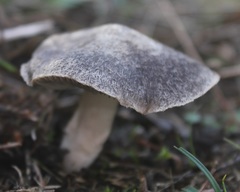Tricholoma triste
