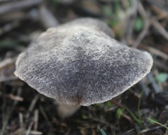 Tricholoma triste