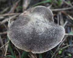 Tricholoma triste