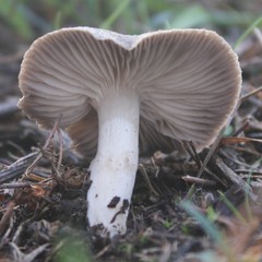 Tricholoma triste