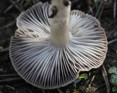 Tricholoma triste