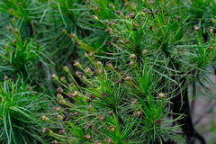 Euryops brevipapposus