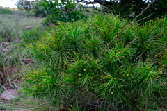 Euryops brevipapposus