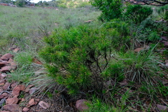 Euryops brevipapposus