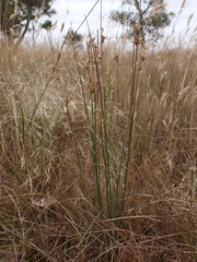 Juncus flavidus