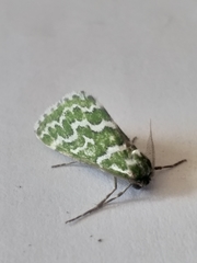 Argyrographa moderata