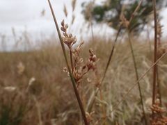 Juncus flavidus
