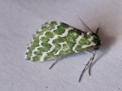 Argyrographa moderata