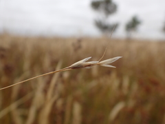 Amphibromus macrorhinus