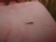 Amphibromus macrorhinus