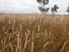 Amphibromus macrorhinus