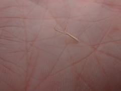 Pentapogon quadrifidus